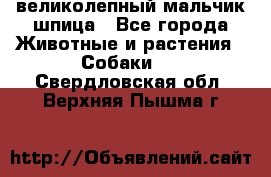 великолепный мальчик шпица - Все города Животные и растения » Собаки   . Свердловская обл.,Верхняя Пышма г.